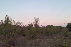 terreno agricolo