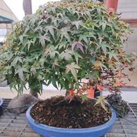 Alberi Bonsai
