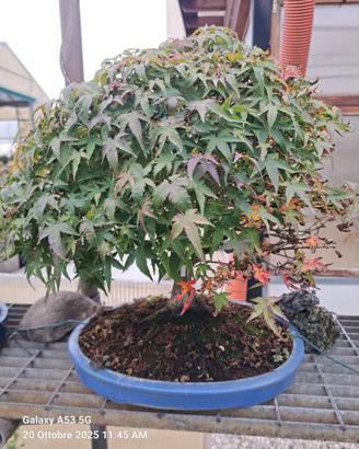 Alberi Bonsai