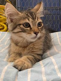 Ariel gatto in adozione