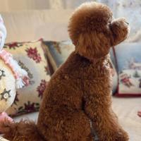 Barboncino fulvo pedigree monta accoppiamento