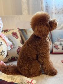 Barboncino fulvo pedigree monta accoppiamento