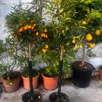 Kumquat Mandarino cinese