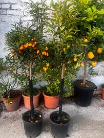 Kumquat Mandarino cinese