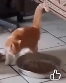 Gatti 6 mesi maschi e femmina