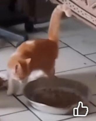 Gatti 6 mesi maschi e femmina