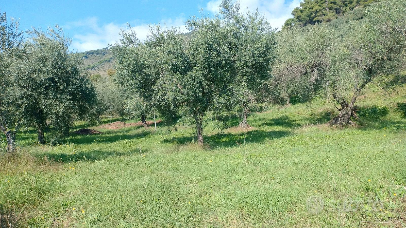 Uliveto a Sezze(LT) - Vista 3