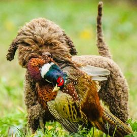 Cuccioli lagotto romagnolo