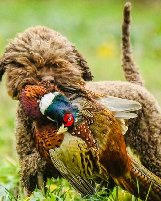 Cuccioli lagotto romagnolo