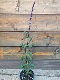 Salvia nemorosa