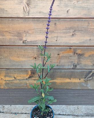 Salvia nemorosa