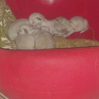 Siamese