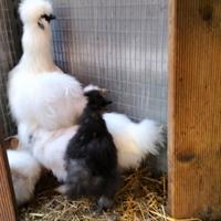 Pulcini di 3 mesi di morositas