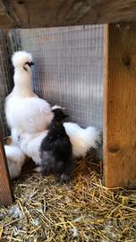 Pulcini di 3 mesi di morositas