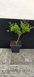bonsai di melograno selvatico 03/26