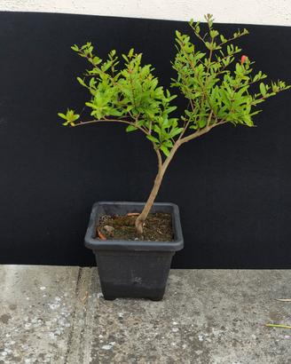 bonsai di melograno selvatico 03/26