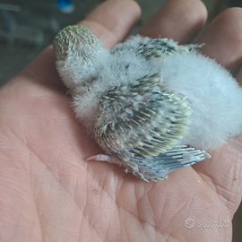 Pulli di cocorite raimbow