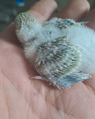 Pulli di cocorite raimbow