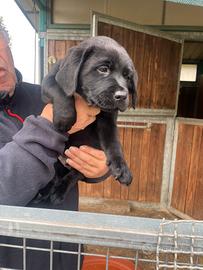 Labrador neri e marroni con pedigree