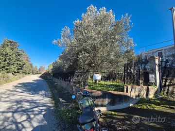 Indipenden/Piano dell'Occhio/Zio Caliddo rif.98/25