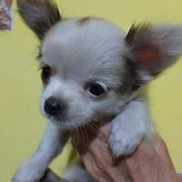 Maschietto chihuahua