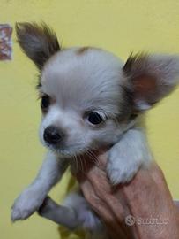 Maschietto chihuahua