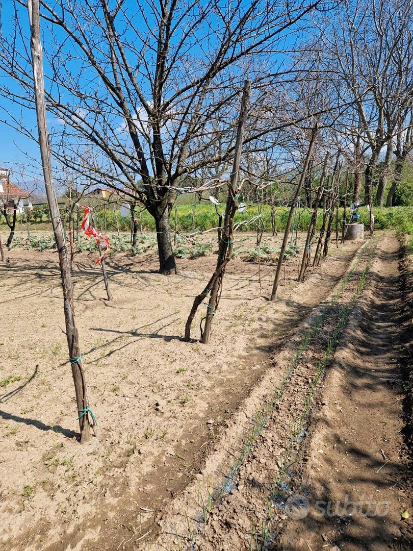 Terreno agricolo - Vista 5