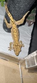 Geco ciliatus