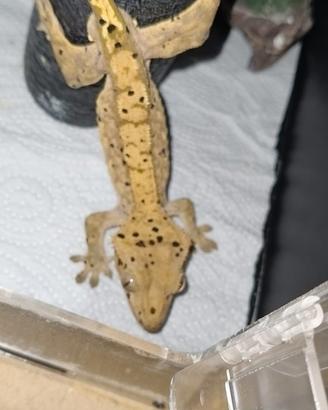 Geco ciliatus