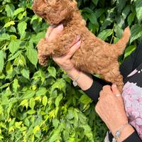 Cuccioli di Barboncino Red Nano Toy