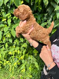 Cuccioli di Barboncino Red Nano Toy