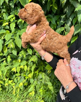 Cuccioli di Barboncino Red Nano Toy