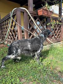 Setter Inglese femmina da caccia