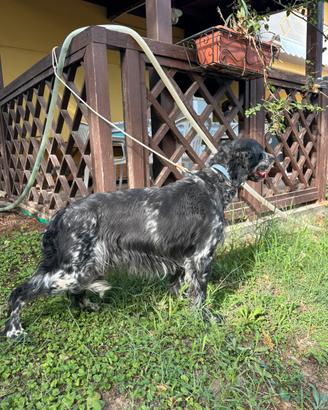 Setter Inglese femmina da caccia