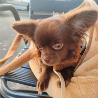 Piccolo chihuaha choccolato/lilach di 6 mesi