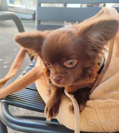 Piccolo chihuaha choccolato/lilach di 6 mesi