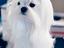 Immagine 11