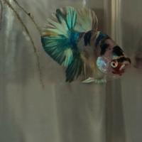 Betta splendens
