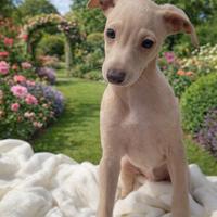 Piccolo levriero italiano Isabella