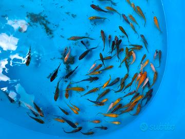 Carpe koi