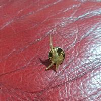 Alberto Da Giussano: Spilla da giacca oro 750