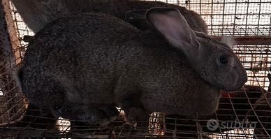 Conigli delle fiandre razza gigante incrocio