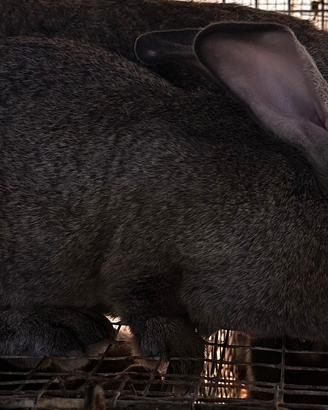 Conigli delle fiandre razza gigante incrocio