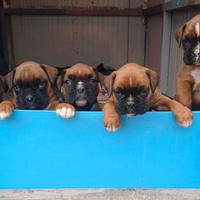 Cuccioli di boxer