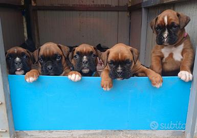 Cuccioli di boxer