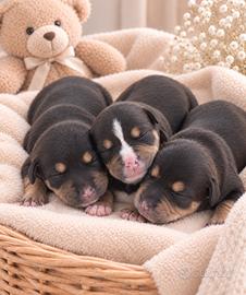 Pitbull cuccioli Tricolor