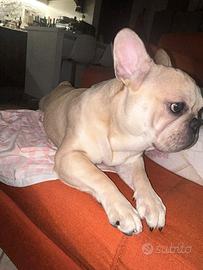 Cane per monta