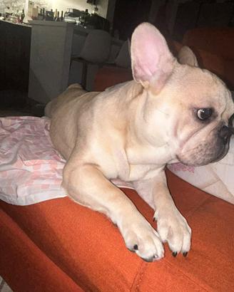Cane per monta