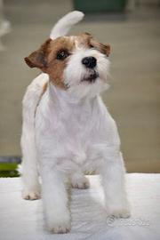 Cucciolo Jack Russell Terrier