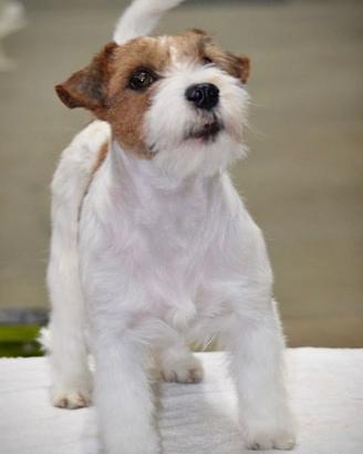 Cucciolo Jack Russell Terrier